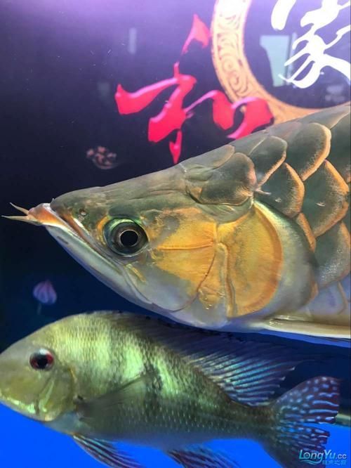 如何預(yù)防紅龍魚嘴上起泡的發(fā)生？（如何防治紅龍魚嘴上起泡）