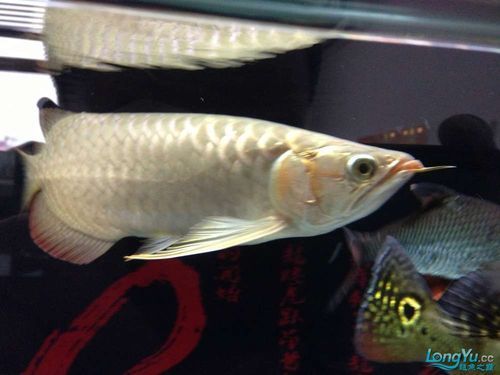 如何預(yù)防紅龍魚嘴上起泡的發(fā)生？（如何防治紅龍魚嘴上起泡）