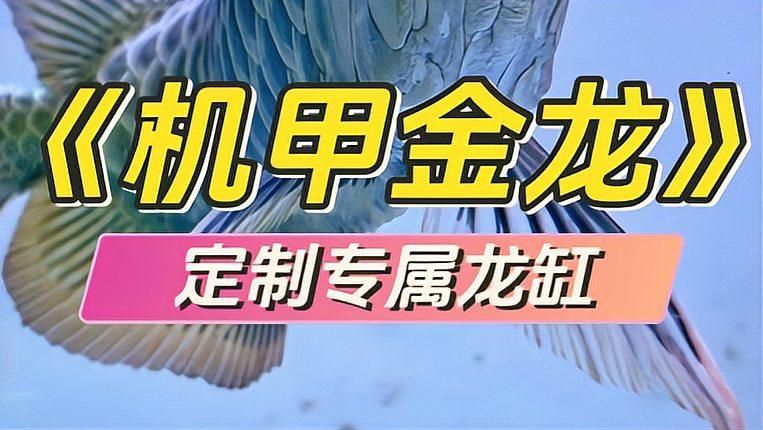 金龍魚需要多大的魚缸飼養？（金龍魚缸安裝與使用準備金龍魚魚缸尺寸標準指南）