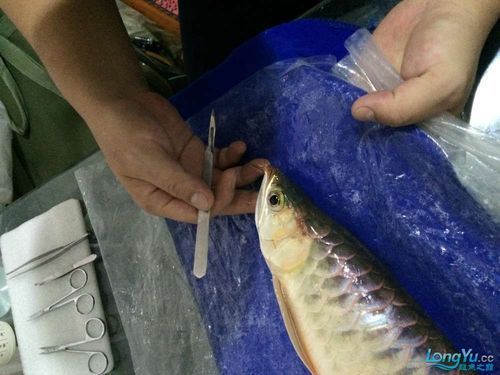 手術治療龍魚須子長瘤需要多長時間恢復？（魚須子瘤手術治療恢復時間因個體差異和手術復雜性而異）