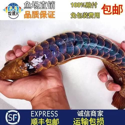 樂東龍魚的價格是多少？（樂東龍魚價格波動大嗎樂東龍魚市場價格波動大嗎）