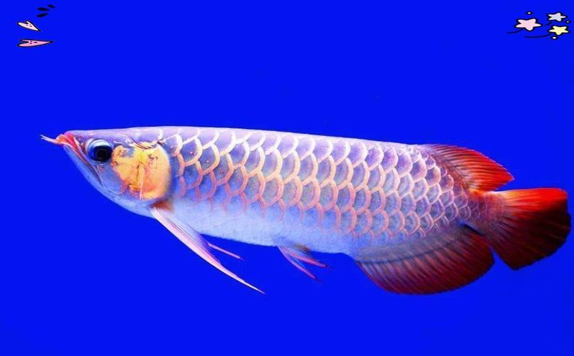 奶龍魚有哪些品種？（“奶龍魚”并非正式分類學名稱與商品標簽與商品標簽）