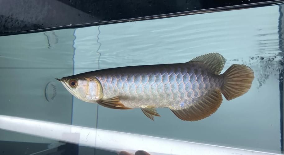 龍魚論壇的用戶群體如何（“龍魚論壇”的用戶群體）