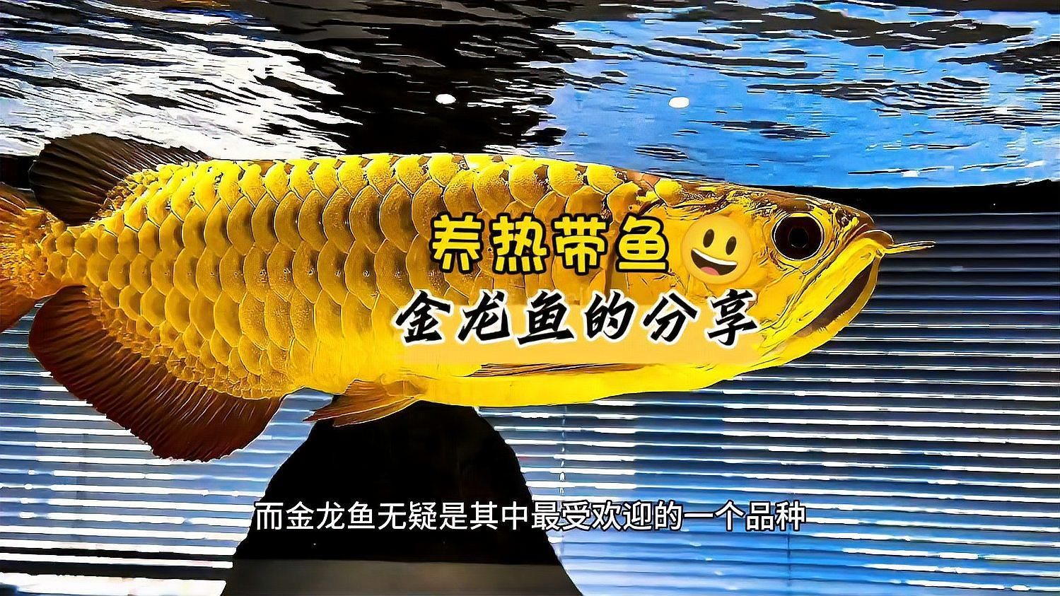金龍魚飼養需要哪些注意事項？（新手養金龍魚全攻略） 金龍魚飼養需要哪些注意事項？（新手養金龍魚全攻略） 龍魚百科 第4張
