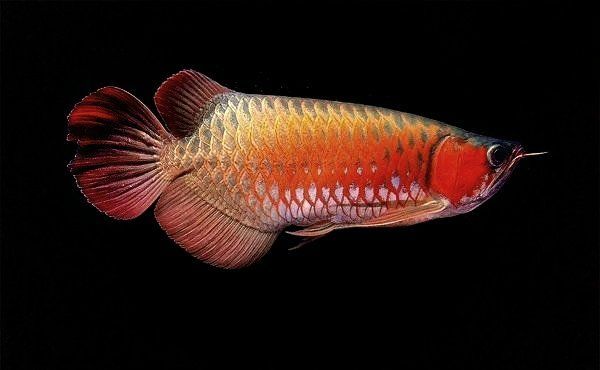金龍魚飼養需要哪些注意事項？（新手養金龍魚全攻略） 金龍魚飼養需要哪些注意事項？（新手養金龍魚全攻略） 龍魚百科 第1張