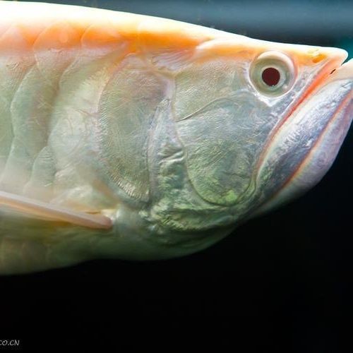 銀龍魚哪個品種最貴？（白化銀龍魚和白化銀龍魚哪個更貴？）