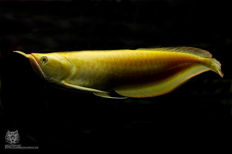銀龍魚哪個品種最貴？（白化銀龍魚和白化銀龍魚哪個更貴？）