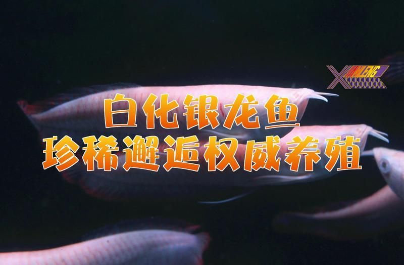銀龍魚哪個品種最貴？（白化銀龍魚和白化銀龍魚哪個更貴？）