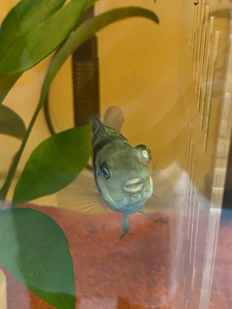 哪些藥物可以有效治療龍魚沉頭？（治療龍魚沉頭）