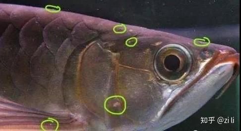 哪些藥物可以有效治療龍魚沉頭？（治療龍魚沉頭）