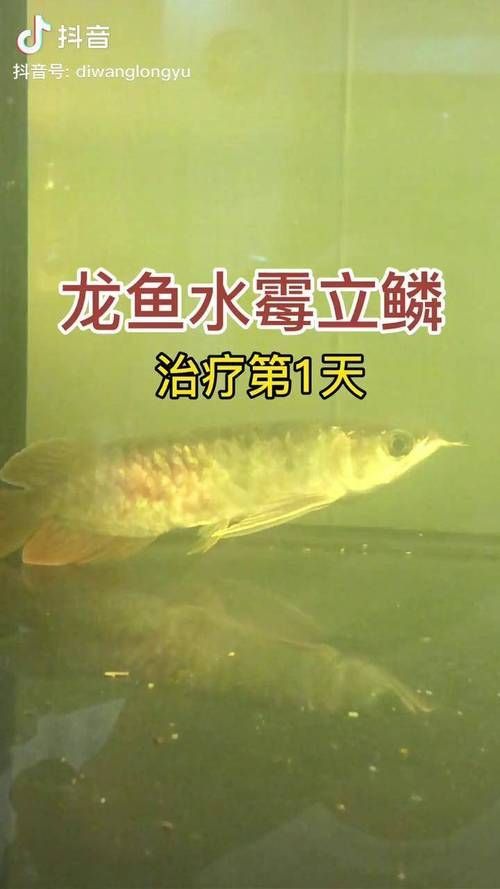 哪些藥物可以有效治療龍魚沉頭？（治療龍魚沉頭）