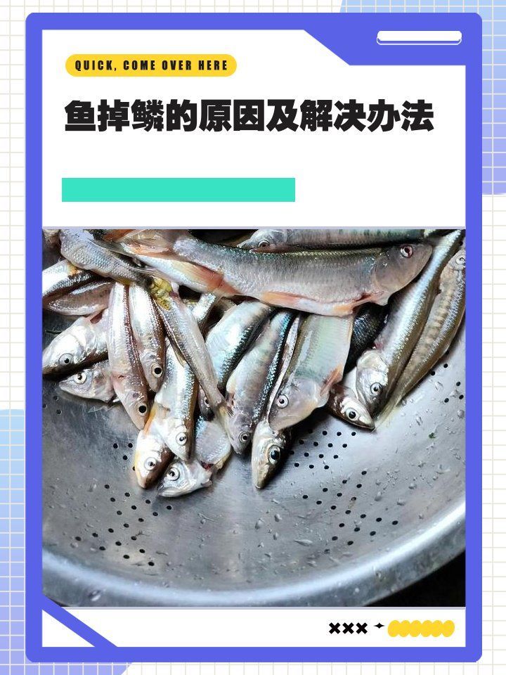 紅龍魚鱗片掉落可能是哪些原因導致的？（紅龍魚鱗片掉落多久會好）