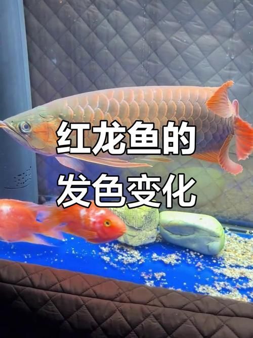 給我一張龍魚發色過程的圖片（如何判斷龍魚發色過程？）