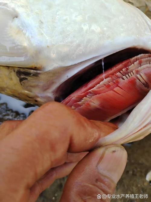 如何判斷紅龍魚尾巴發白的原因？（紅龍魚尾巴發白是什么原因）
