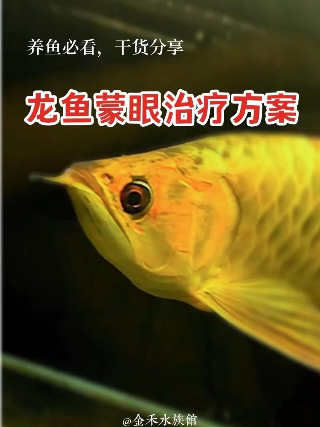 龍魚眼睛有白膜如何判斷病情嚴重度？（養(yǎng)龍魚新手必要懂龍魚蒙眼治療方法點開看細節(jié)館龍魚飼養(yǎng)秘籍）