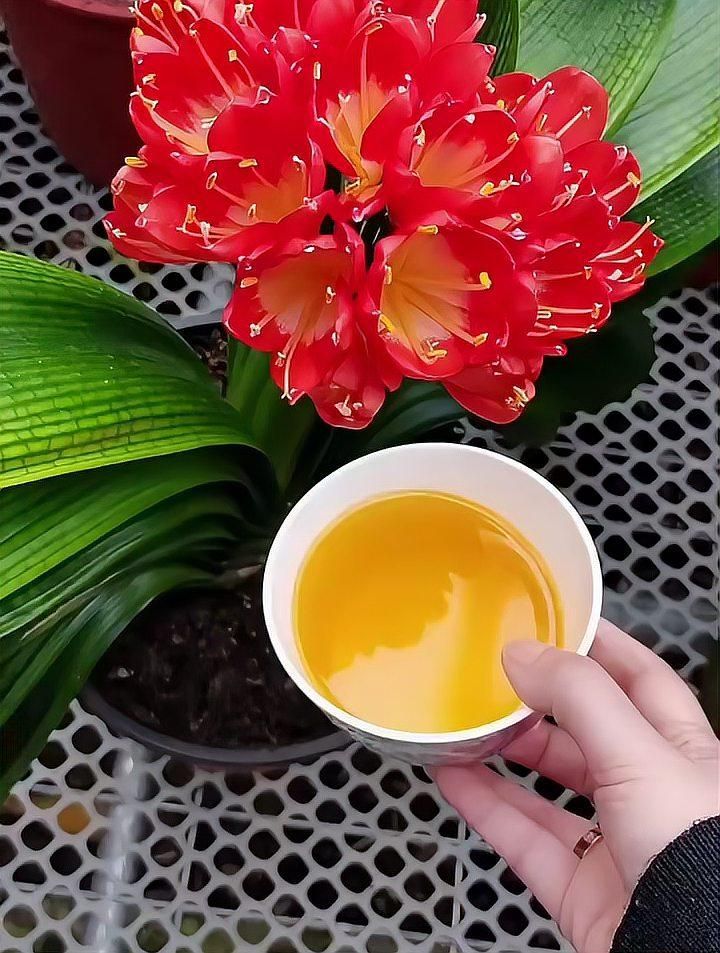 過(guò)期的金龍魚(yú)可以澆花嗎？（過(guò)期的金龍魚(yú)可以用來(lái)澆花嗎？）