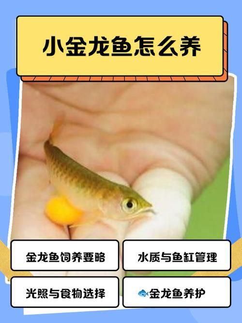 哪里可以買到健康的龍魚苗？（京東、淘寶等平臺已成為觀賞魚愛好者的重要采購渠道）