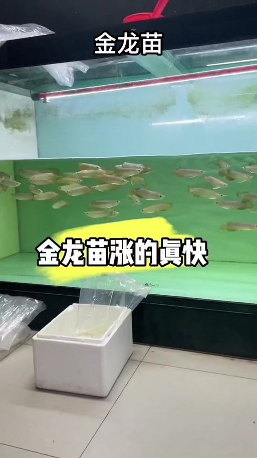 哪里可以買到健康的龍魚苗？（京東、淘寶等平臺已成為觀賞魚愛好者的重要采購渠道）