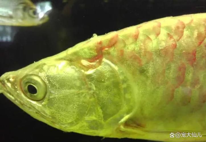 哪種藥物治療龍魚嚴重疾病最有效？（關于龍魚嚴重疾病治療的建議） 哪種藥物治療龍魚嚴重疾病最有效？（關于龍魚嚴重疾病治療的建議） 龍魚百科 第5張