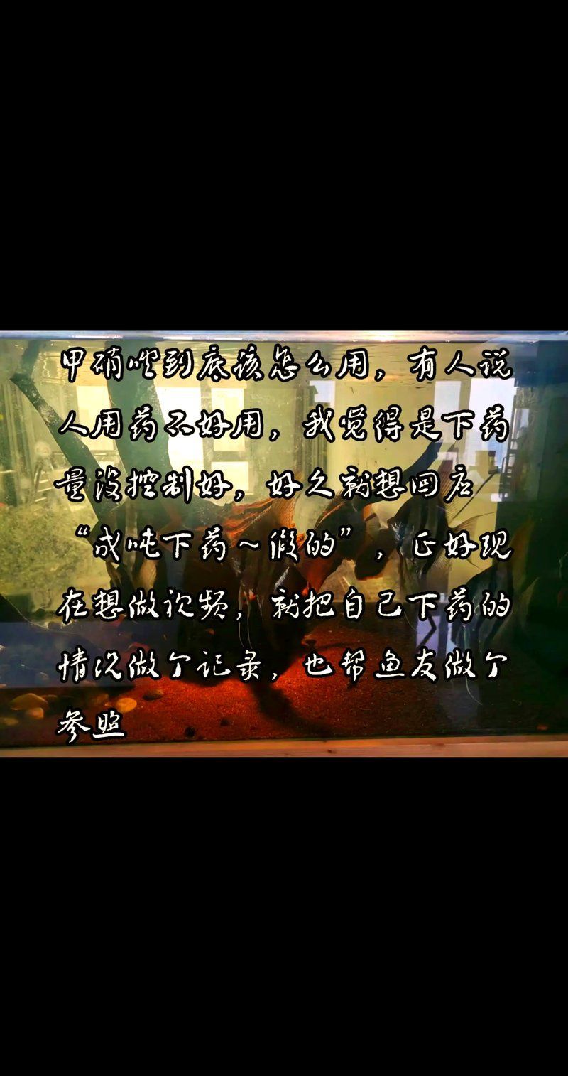 哪種藥物治療龍魚嚴重疾病最有效？（關于龍魚嚴重疾病治療的建議） 哪種藥物治療龍魚嚴重疾病最有效？（關于龍魚嚴重疾病治療的建議） 龍魚百科 第11張
