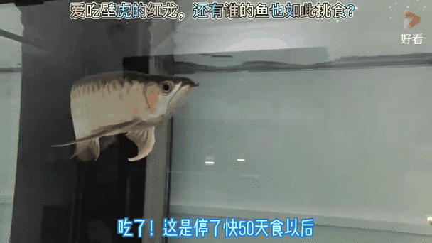 如何判斷龍魚是否適應了新食物？（如何判斷龍魚是否適應了新食物）