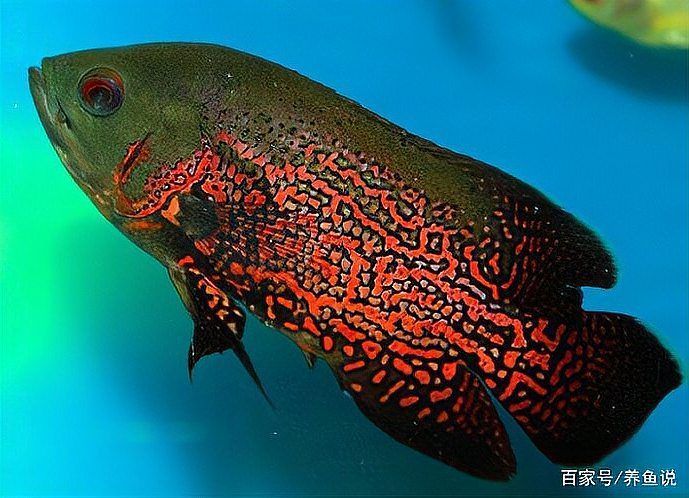 有哪些視頻教程可以治療龍魚蒙眼？（亞洲龍魚（asianarowana）權(quán)威視頻教程）