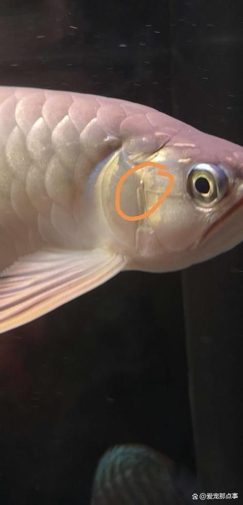 能提供更多龍魚魚鰓起泡的圖片嗎？（龍魚鰓部起泡怎么辦）