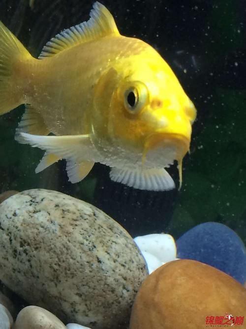 能提供更多龍魚魚鰓起泡的圖片嗎？（龍魚鰓部起泡怎么辦）