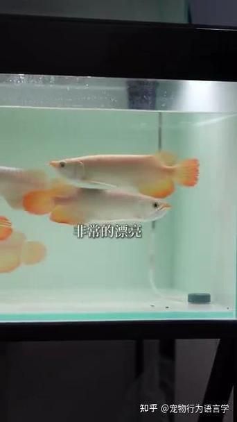如何判斷龍魚是否需要補(bǔ)充活食?(如何判斷龍魚是否需要活食) 龍魚百科 第1張 如何判斷龍魚是否需要補(bǔ)充活食?(如何判斷龍魚是否需要活食) 如何判斷龍魚是否需要補(bǔ)充活食?(如何判斷龍魚是否需要活食) 龍魚百科 第1張