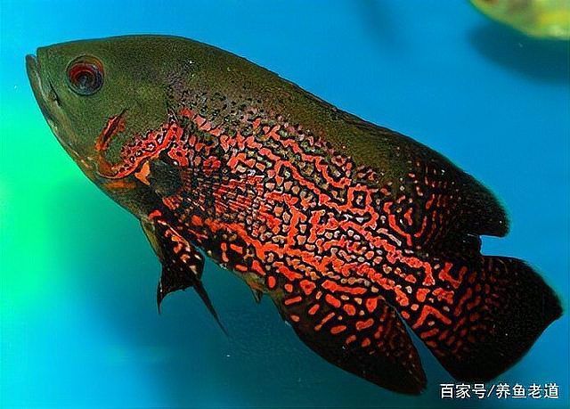 有沒有更詳細的龍魚眼部感染視頻教程？（如何識別和治療龍魚眼部感染）
