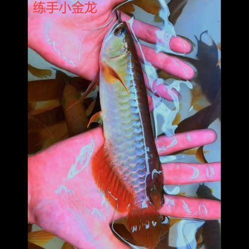 25公分紅龍魚哪個(gè)品種最值錢？（25公分的紅龍魚品相鑒定指南，辣椒紅龍和血紅龍哪個(gè)更值錢）