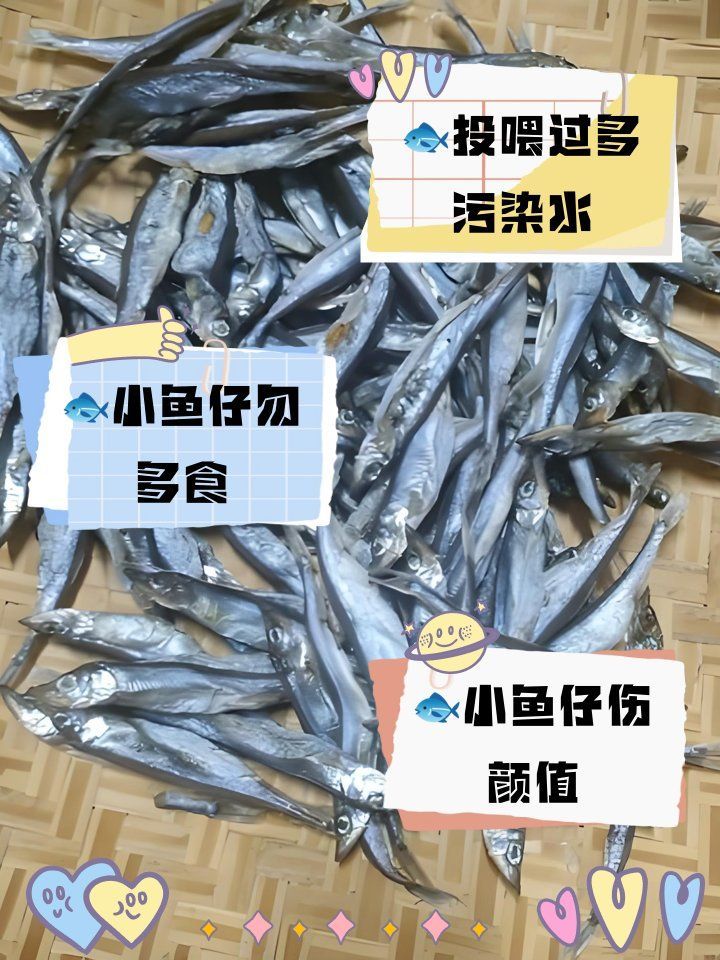 龍魚吃多了魚苗會怎樣？（龍魚吃多了魚苗會吐出來嗎龍魚吃多了魚苗會吐出來嗎）