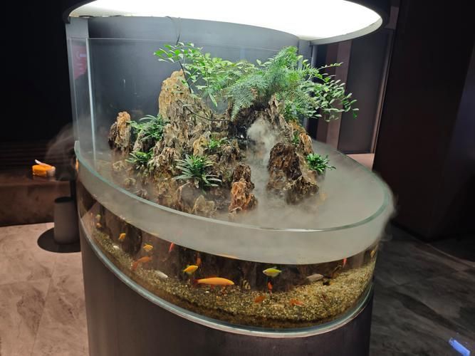 有哪些方法可以改善龍魚的磨缸習性?(北京自來水龍魚磨缸習性(1000字和配圖解釋)) 龍魚百科 第10張 有哪些方法可以改善龍魚的磨缸習性?(北京自來水龍魚磨缸習性(1000字和配圖解釋)) 有哪些方法可以改善龍魚的磨缸習性?(北京自來水龍魚磨缸習性(1000字和配圖解釋)) 龍魚百科 第10張