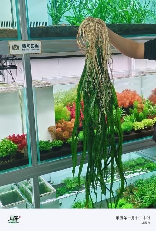 有哪些方法可以改善龍魚的磨缸習性?(北京自來水龍魚磨缸習性(1000字和配圖解釋)) 龍魚百科 第8張 有哪些方法可以改善龍魚的磨缸習性?(北京自來水龍魚磨缸習性(1000字和配圖解釋)) 有哪些方法可以改善龍魚的磨缸習性?(北京自來水龍魚磨缸習性(1000字和配圖解釋)) 龍魚百科 第8張