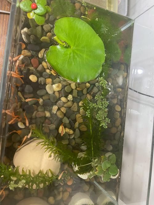 有哪些方法可以改善龍魚的磨缸習性?(北京自來水龍魚磨缸習性(1000字和配圖解釋)) 龍魚百科 第9張 有哪些方法可以改善龍魚的磨缸習性?(北京自來水龍魚磨缸習性(1000字和配圖解釋)) 有哪些方法可以改善龍魚的磨缸習性?(北京自來水龍魚磨缸習性(1000字和配圖解釋)) 龍魚百科 第9張