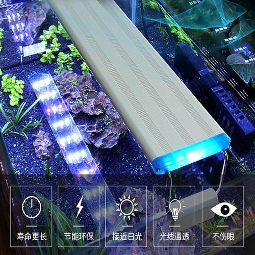 銀龍魚使用藍加白燈的具體方法（銀龍魚使用藍加白燈使用藍加白燈的具體操作方法是什么）