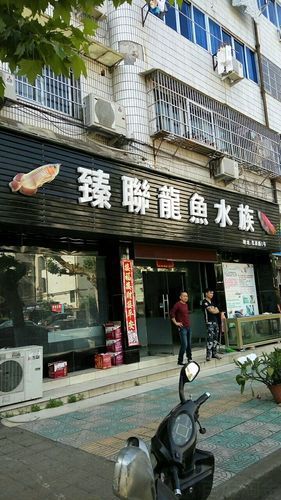 和縣龍魚的價(jià)格是多少？（“和縣龍魚”觀賞魚交易集散地價(jià)格分布、高價(jià)值品種價(jià)格）