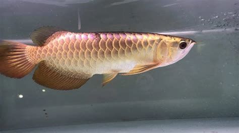 星點龍魚需要多大的缸？（星點龍魚養(yǎng)殖全攻略：缸體尺寸詳解與配圖）