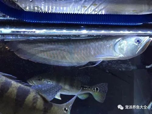 資源龍魚有哪些品種？（觀賞魚市場上最受歡迎的品種龍魚品種對照表，龍魚的價格范圍是多少）