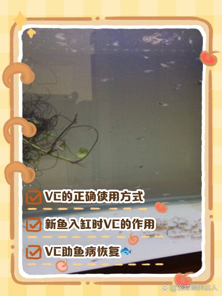 龍魚厭食時應該如何補充維生素？（龍魚厭食如何補充維生素）