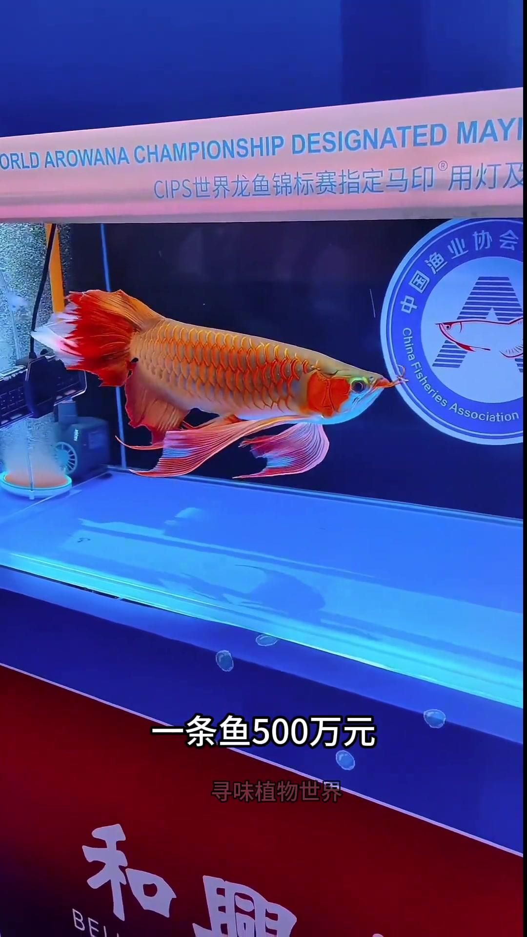 推薦一些高清的龍魚視頻（高清龍魚視頻《龍魚的世界》系列視頻《龍魚攝影技巧》）