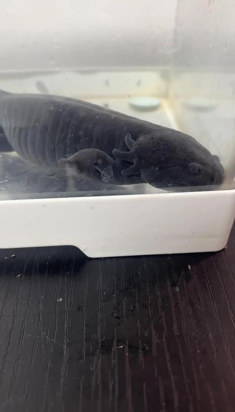 手術(shù)修復龍魚腮蓋外翻的風險大嗎？（修復龍魚腮蓋外翻的風險評估）