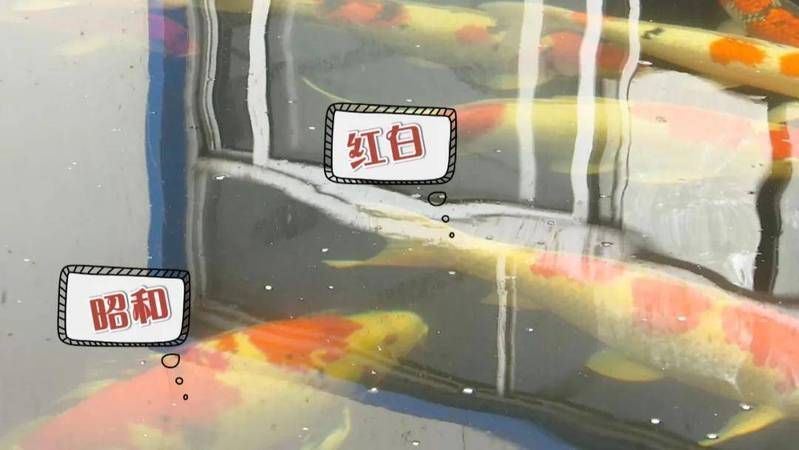 手術(shù)修復(fù)龍魚腮蓋外翻的風(fēng)險(xiǎn)大嗎？（修復(fù)龍魚腮蓋外翻的風(fēng)險(xiǎn)評(píng)估）