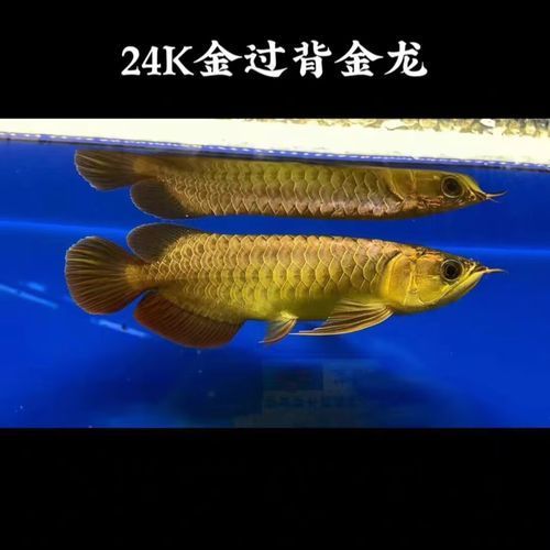 哪里可以購買到正品的過背金龍魚？（過背金龍魚2000元以上的過背金龍魚，您可以買到正品過背金龍魚）