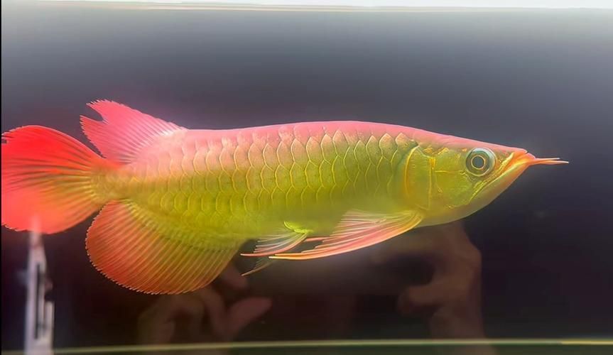 短身半福紅龍魚的價格是多少？（短身半福紅龍魚有哪些健康問題，如何辨別短身半福紅龍魚的品相？）