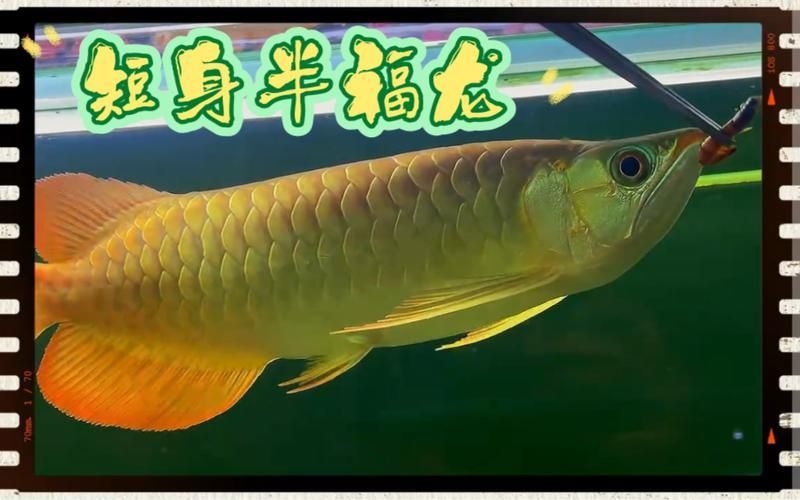 短身半福紅龍魚的價格是多少？（短身半福紅龍魚有哪些健康問題，如何辨別短身半福紅龍魚的品相？）