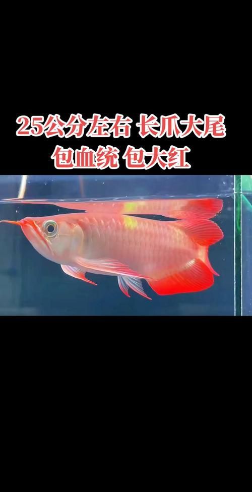 短身半福紅龍魚的價格是多少？（短身半福紅龍魚有哪些健康問題，如何辨別短身半福紅龍魚的品相？）