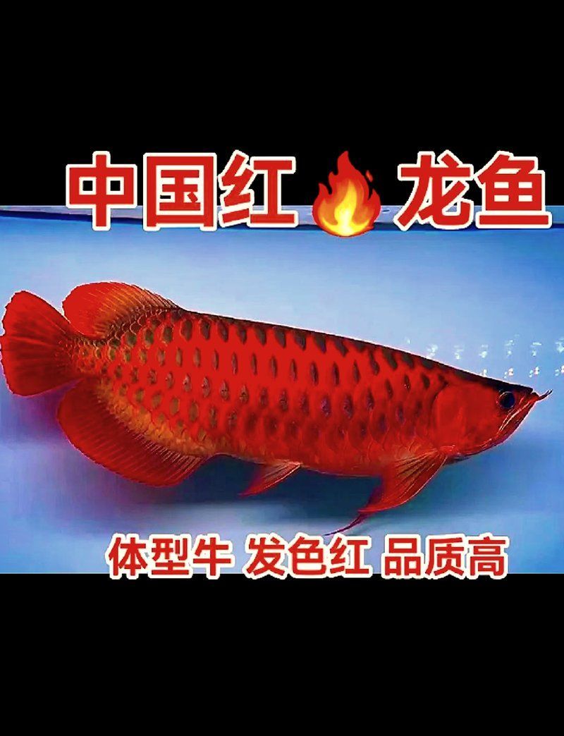 給我推薦一些中國(guó)龍魚(yú)的高端品種（中國(guó)龍魚(yú)品種大揭秘）