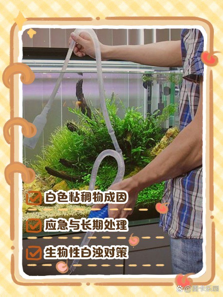 如何預防紅龍魚出現白色粘液？（arxiv論文助手arxiv論文arxiv論文助手詳解）