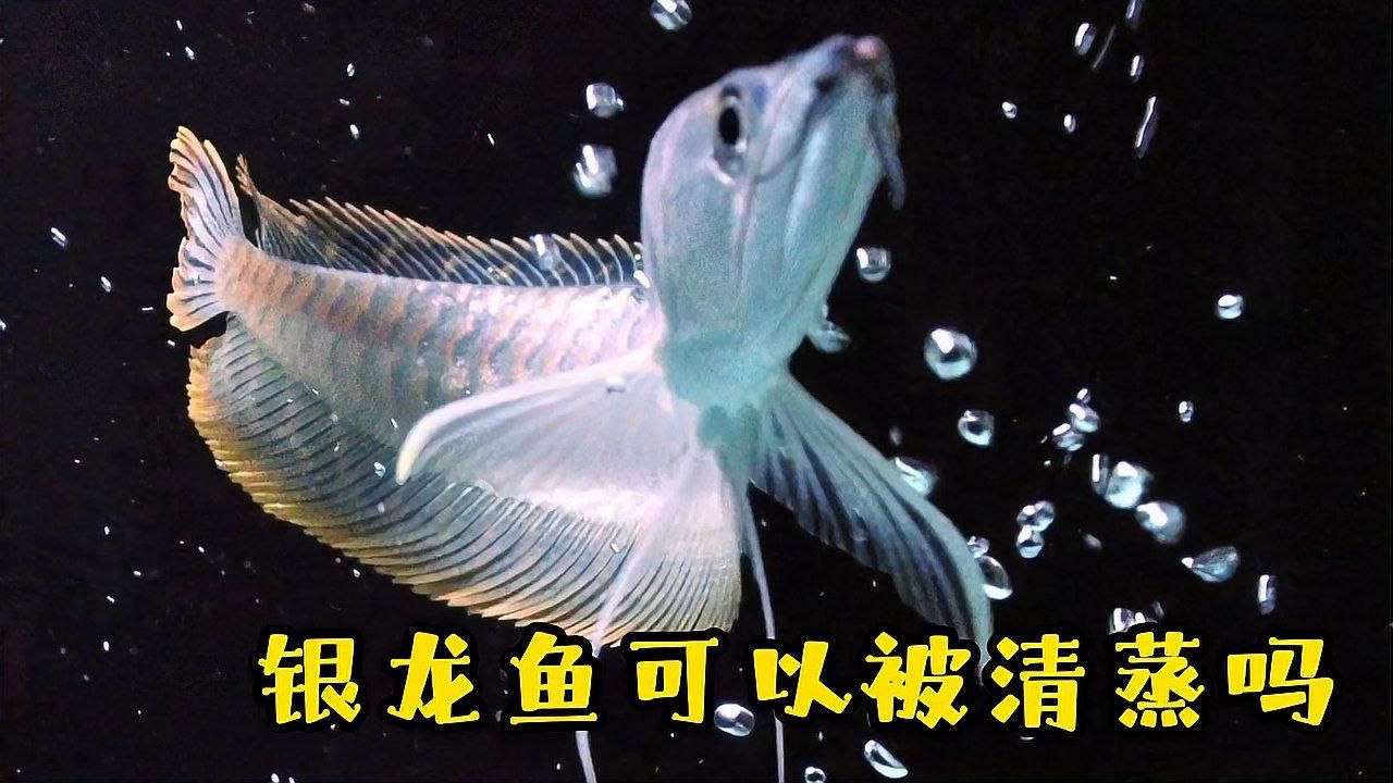 給我推薦一些適合初學者的龍魚（新手入門養龍魚，應該注意什么？）